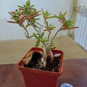 Местоклема туберозум (Mestoklema tuberosum)
