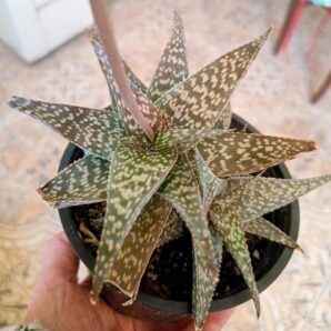 Aloe rauhii