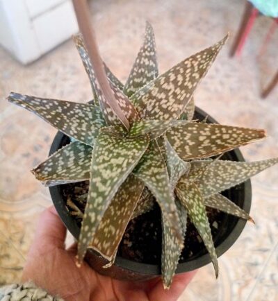 Aloe rauhii
