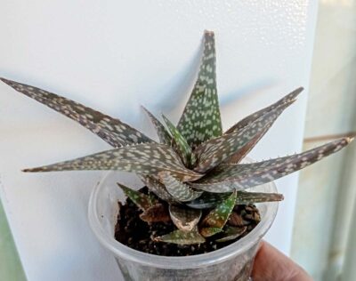 Aloe rauhii - Зображення 2