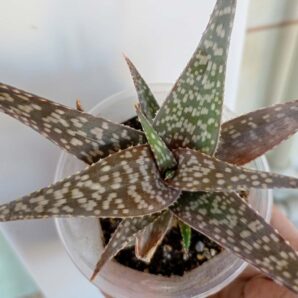 Aloe rauhii