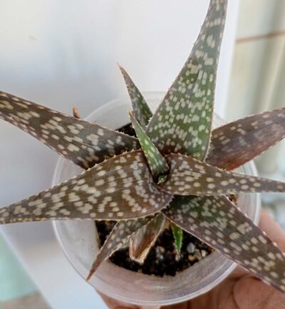 Aloe rauhii