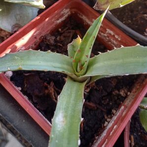 Agave univittata
