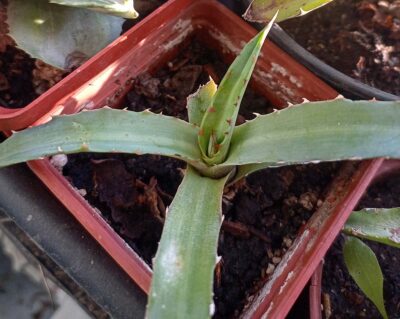 Agave univittata