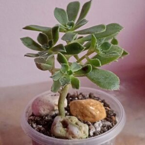 Эониум ланцерротензе (Aeonium lancerottense)