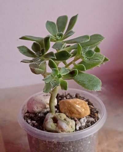 Эониум ланцерротензе (Aeonium lancerottense)