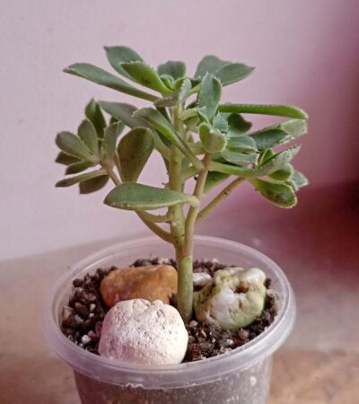 Эониум ланцерротензе (Aeonium lancerottense)