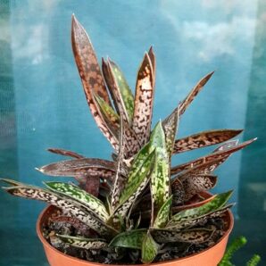 Гастерия двухцветная разновидность карликовая(Gasteria bicolor v.liliputana)