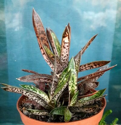 Гастерия двухцветная разновидность карликовая(Gasteria bicolor v.liliputana)