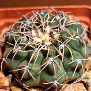 № 9 Gymnocalycium intertextum P 81