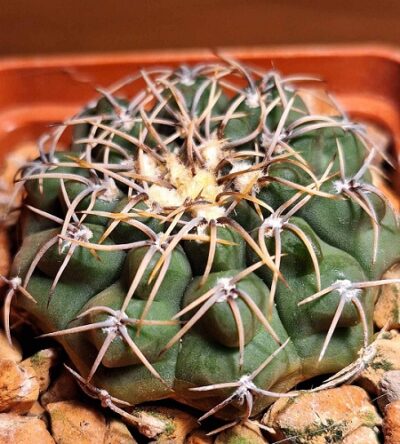 № 9 Gymnocalycium intertextum P 81