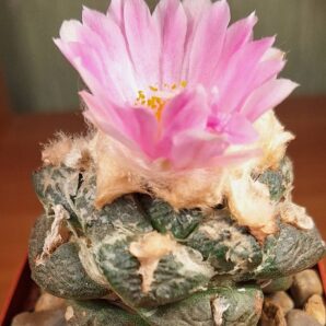 № 96 Ariocarpus fissuratus v. lloydii