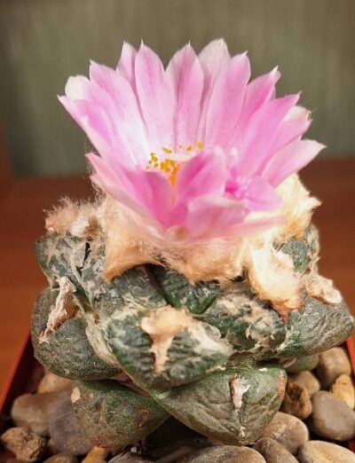 № 96 Ariocarpus fissuratus v. lloydii