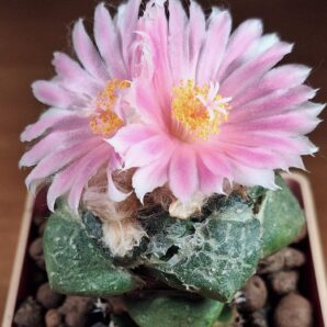 № 97 Ariocarpus fissuratus v. lloydii