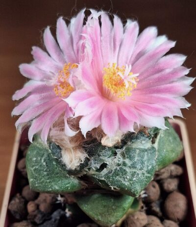 № 97 Ariocarpus fissuratus v. lloydii
