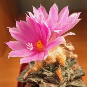 № 98 Ariocarpus fissuratus intermedius