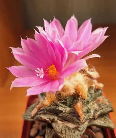 № 98 Ariocarpus fissuratus intermedius
