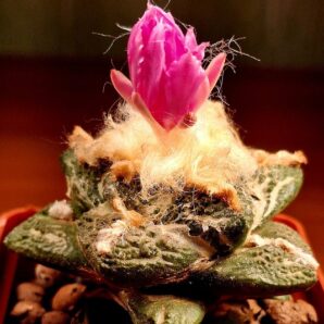 № 99 Ariocarpus fissuratus intermedius