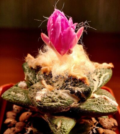 № 99 Ariocarpus fissuratus intermedius