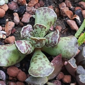 Adromischus maculatus