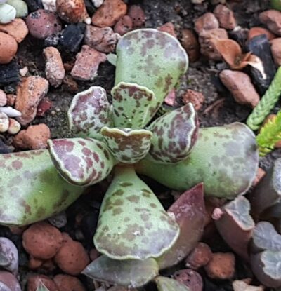Adromischus maculatus