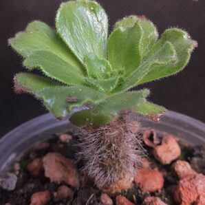 Aeonium Smithii