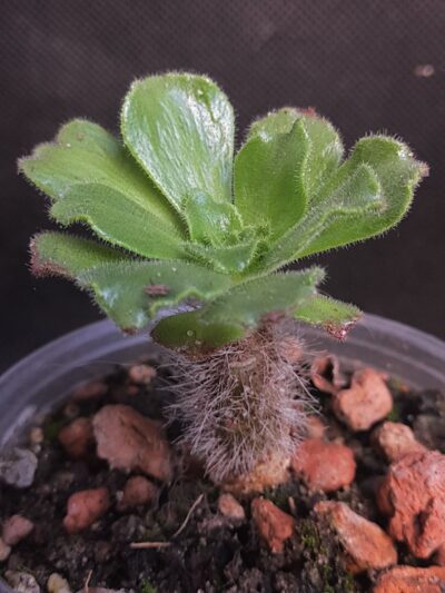 Aeonium Smithii