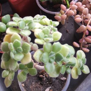 Aeonium tortuosum