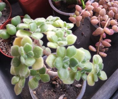 Aeonium tortuosum