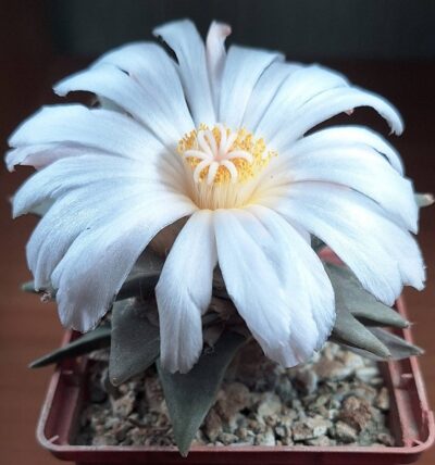 № 100 Ariocarpus retusus A, MG 33.81