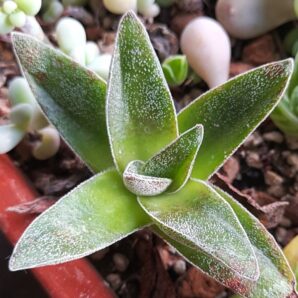 Crassula Garnet Lotus