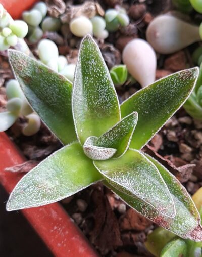 Crassula Garnet Lotus