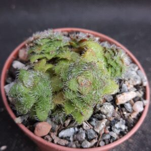Crassula setulosa