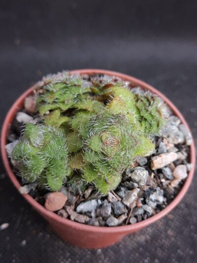 Crassula setulosa