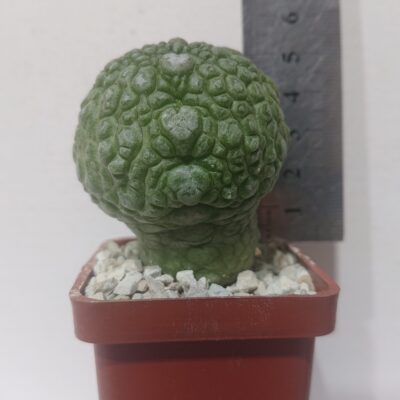Pseudolithos migiurtinus-spaericus eylensis K 5779 - Зображення 2