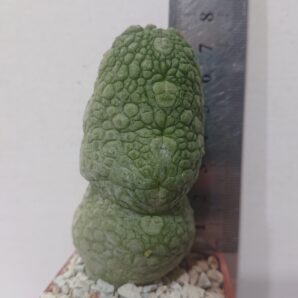 Pseudolithos migiurtinus-spaericus eylensis K 5779