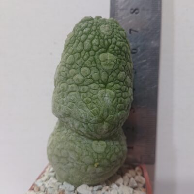 Pseudolithos migiurtinus-spaericus eylensis K 5779