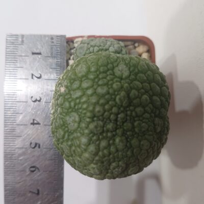Pseudolithos migiurtinus-spaericus eylensis K 5779 - Зображення 3