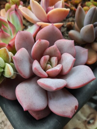 Echeveria Dondo