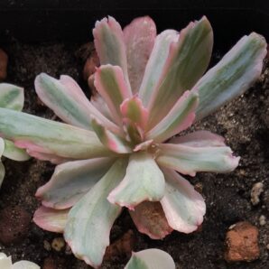 Echeveria hoveyi