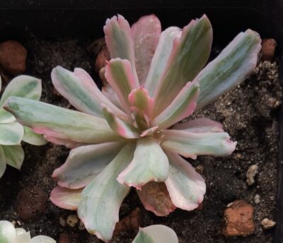 Echeveria hoveyi