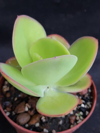 Echeveria pallida