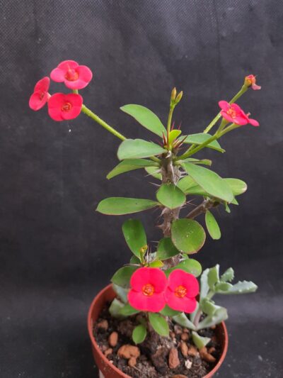 Euphorbia milii mini form