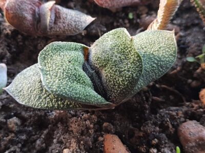 Gasteria Batesiana Barberton - Зображення 2