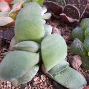 Gasteria glomerata
