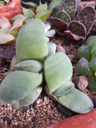 Gasteria glomerata