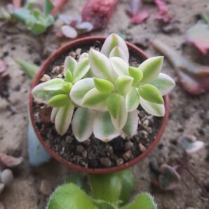 Crassula Volkensii var.