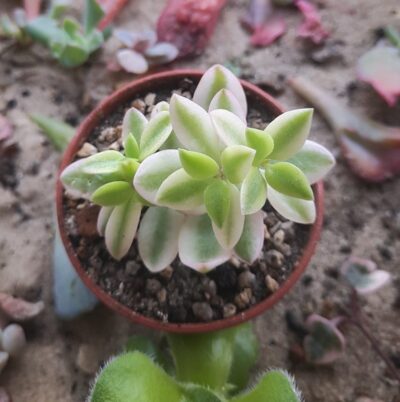 Crassula Volkensii var.