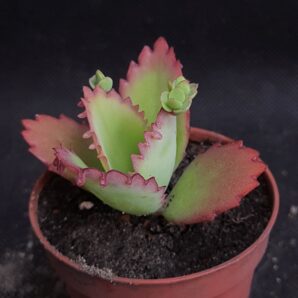 Kalanchoe laetivirens