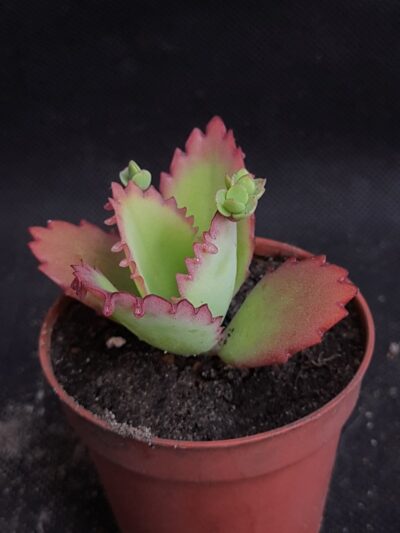 Kalanchoe laetivirens